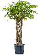 Monstera Siltepecana