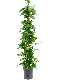 Epipremnum Pinnatum Global Green