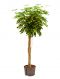 Scindapsus Treubii Dark plant