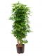 Syngonium Red Spot blad