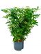 Epipremnum Pinnatum Global Green