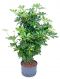 Scindapsus Treubii Dark plant