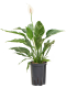 Syngonium Red Spot blad