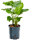 Syngonium Pink Splash