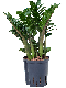 Epipremnum Pinnatum Global Green
