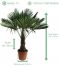 Trachycarpus fortunei