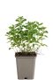 221 orvcompa - origanum vulg