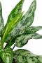 Aglaonema Maria