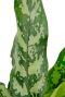 Aglaonema Maria