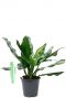 Aglaonema Maria