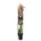 Syngonium Red Spot blad