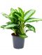 Aglaonema diamond bay