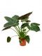 Epipremnum Pinnatum Global Green