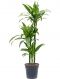 Syngonium Red Spot blad