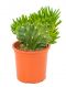 Opuntia subulata