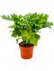 Philodendron bipinnatifidum little hope