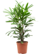 Syngonium Red Spot blad