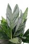 Monstera Siltepecana