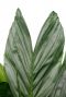 Monstera Siltepecana