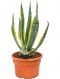 Agave americana