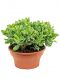 Crassula argentea