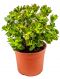 Crassula ovata minor