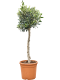Scindapsus Treubii Dark plant