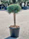Epipremnum Pinnatum Global Green