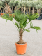 Solanum Evolvulifolium - P10