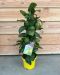 Hoya Krohniana Silver blad