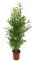 Epipremnum Pinnatum Global Green