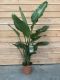 Alocasia Branchifolia Pink Passion blad