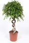 Ficus Foliole