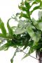 Groene bladeren van de Microsorum javavaren