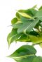 Groen geel blad van de Philodendron Brasil kamerplant