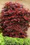 Acer palmatum atropurpureum plante de jardin 10