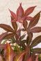 Acer palmatum atropurpureum plante de jardin p19