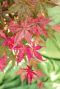 Acer palmatum beni maiko plante de jardin