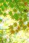 Acer palmatum bi hoo plante de jardin 24