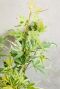 Acer palmatum butterfly plante de jardin p10