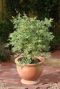 Acer palmatum butterfly plante de jardin p24