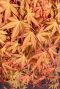 Acer palmatum cascade ruby plante de jardin 24