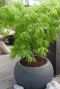 Acer palmatum dissectum plante de jardin