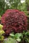 Acer palmatum garnet plante de jardin