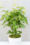 Acer palmatum going green plante de jardin p10