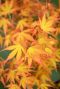 Acer palmatum katsura plante de jardin p15