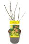 Acer palmatum orange dream p10