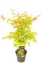 Acer palmatum orange dream plant 19