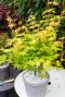 Acer palmatum orange dream plante de jardin 19