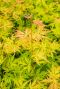 Acer palmatum orange lace plante de jardin